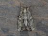 Apamea monoglypha